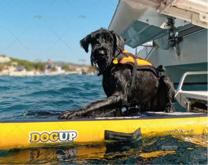 Hond klimt via opblaasbare DOGUP hondenladder aan boord van een boot.